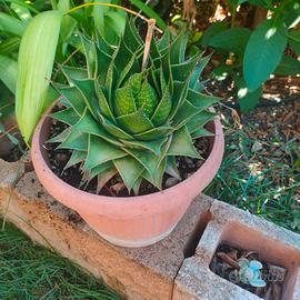 aloe cosmo pianta grassa 