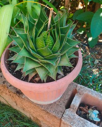aloe cosmo pianta grassa 