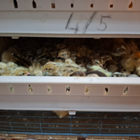 Quaglie Japonica di varie età disponibil