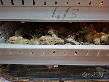 Quaglie Japonica di varie età disponibil