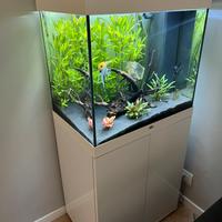 Juwel Acquario Lido 120 bianco LED