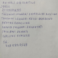 Tacchini anatre fagiani galline