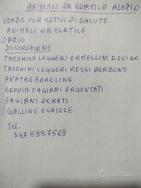 Tacchini anatre fagiani galline