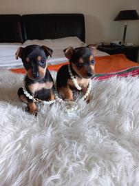 Cuccioli pinscher nano