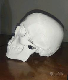 Teschio Umano scala 1:1 