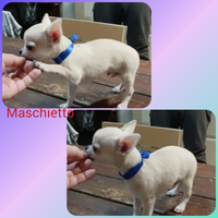 Chihuahua