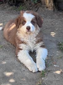 Pastore australiano australian shepherd maschio