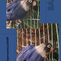 Inseparabili Personata sessati