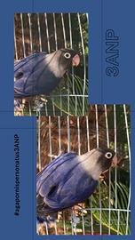 Inseparabili Personata sessati