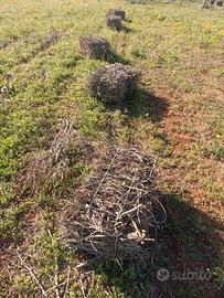 Sarcine fascine di ulivo