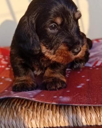 Bassotto a pelo duro