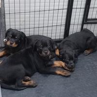 Cuccioli rottweiler