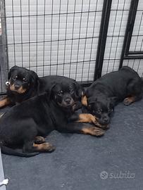 Cuccioli rottweiler