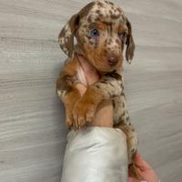 Bassotti Cioccolato Arlecchino