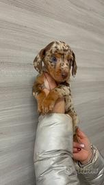 Bassotti Cioccolato Arlecchino