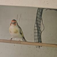 Cardellino agata golla bianca (mezzo pezzato )