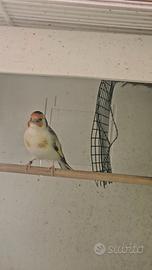 Cardellino agata golla bianca (mezzo pezzato )