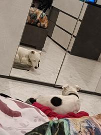 Jack Russell terrier