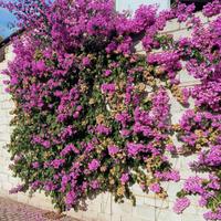 Piante di bungaville