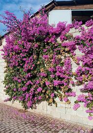 Piante di bungaville