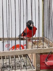 Cardinalini