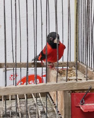 Cardinalini