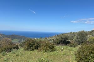 Terreno con ulivi con sorgiva e ruderi