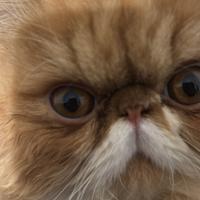 Fidanzata per persiano