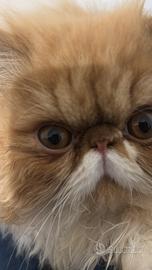 Fidanzata per persiano