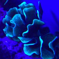 Corallo duro SPS Pavona cactus