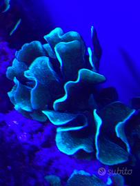 Corallo duro SPS Pavona cactus