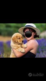 Cuccioli Golden Retriever