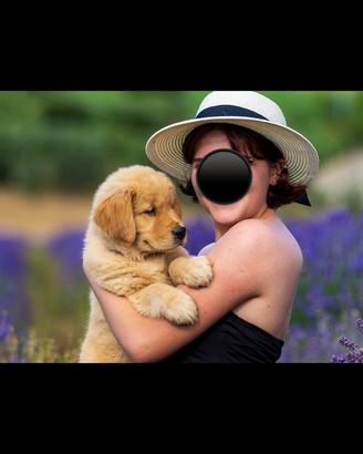 Cuccioli Golden Retriever