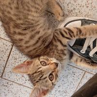 Cuccioli di gatto