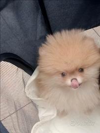Spitz tedesco nano