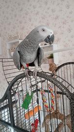 Pullo papagallo cenerino