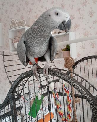 Pullo papagallo cenerino