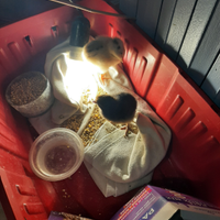 Pulcini di razza marans