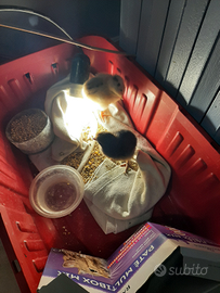 Pulcini di razza marans