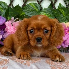 Cavalier king - pagamento personalizzato