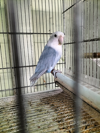 Inseparabili roseicollis