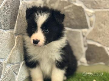 Border collie