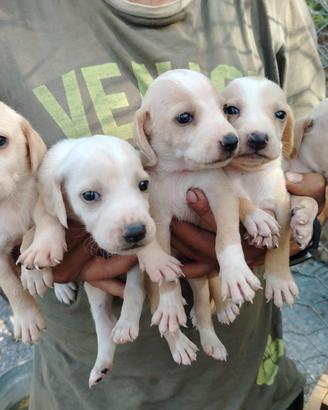 Cuccioli di Segugio Maremmano
