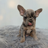 Bulldog francesi blu