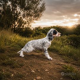 Cucciolo setter inglese