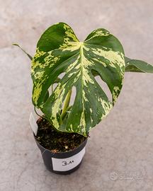 Monstera Variegata 