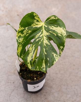 Monstera Variegata 