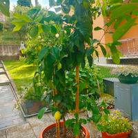 pianta di limone 