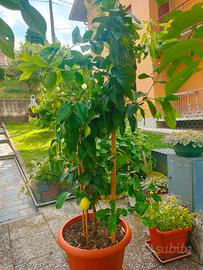pianta di limone 