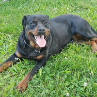 Rottweiler adulta